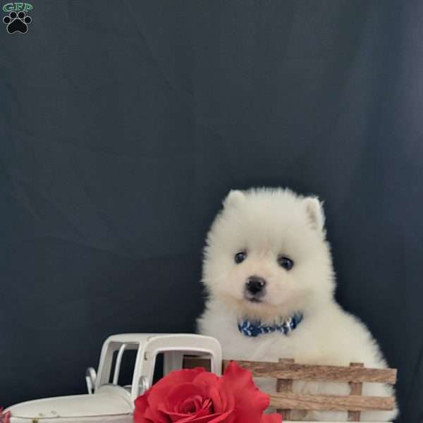 Dribbles, Samoyed Puppy